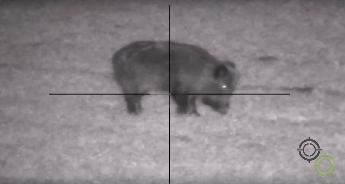 Кабан на 100 метрах у прицілі Pulsar Digisight Ultra N455