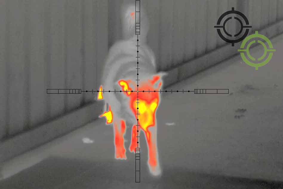 Тест тепловізійного прицілу Pulsar Thermion XP50